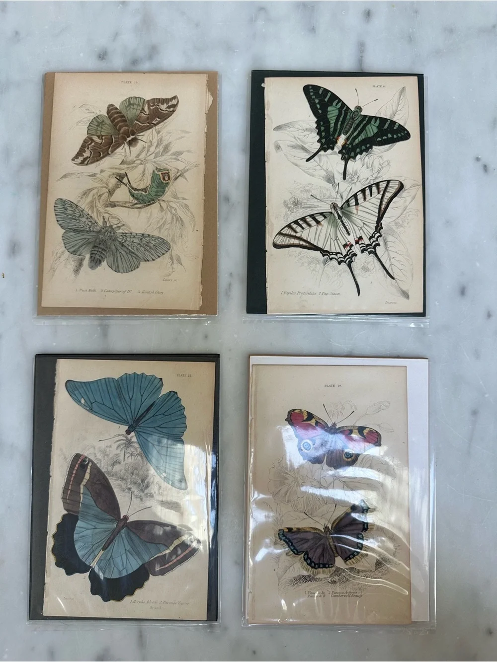 1800s Jardines Natural History Butterfly Chromolithograph Prints